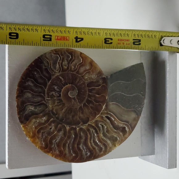 Hand Made piece of Art with Fossilized Ammonite - Picture 6 of 6